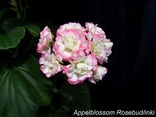 Appelblossom Rosebud